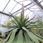 Agavenknospe am 11.03.2019