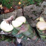 Nov. 2019 - Die Einzelstücke des zersetzen Blütenstengels.