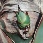 Austriebe aus dem abgesägten Blütenstängel, April 2020..