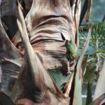 Austriebe aus dem abgesägten Blütenstängel, April 2020..