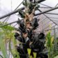 Agave Stand Dezember 2020