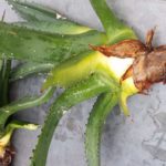 "Nachwuchs" der alten Agave, Februar 22