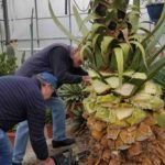 Die Kakteenfreunde beim roden der alten, großen Agave