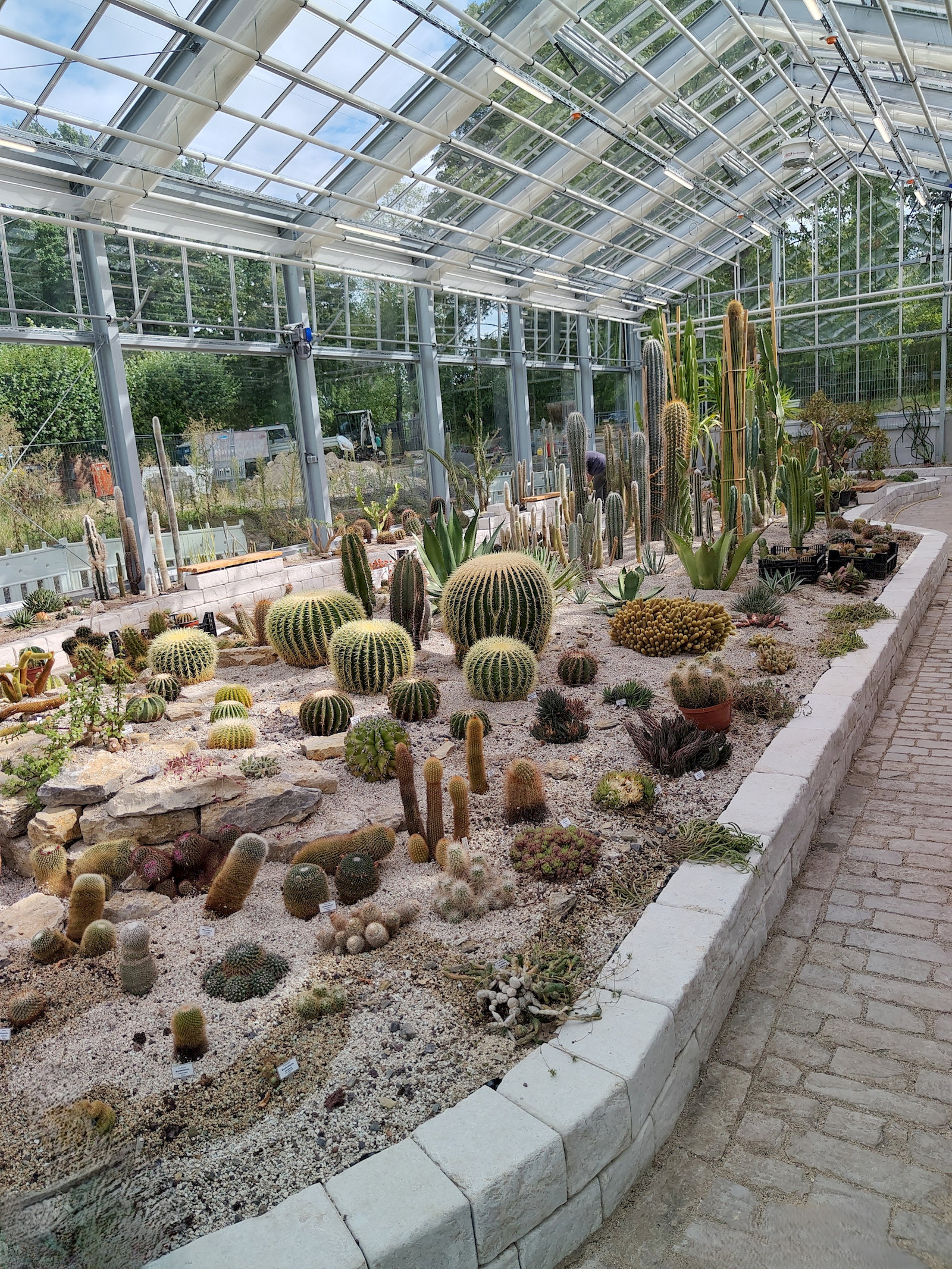 Das Grundbeet im neuen Gewächshaus der Kakteenfreunde-Kassel